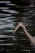 Bernat pescaire (Ardea cinerea)