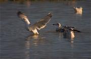 Gavià argentat (Larus Michaelii)