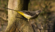 Femella de Cuereta torrentera (Motacilla cinerea)