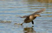 Cabusset a la carrera (Tachybaptus ruficollis)