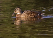 Femella d'Ànec collverd (Anas platyrhynchos)