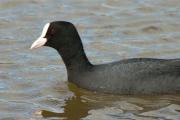 Fotja vulgar (Fulica atra)