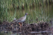 Gamba roja vulgar (Tringa totanus)