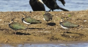 Fredeluga (Vanellus vanellus)