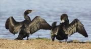 Corb marí gros (Phalacrocorax carbo)