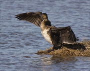 Corb marí gros (Phalacrocorax carbo)