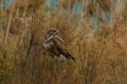 Aligot comú (Buteo buteo)