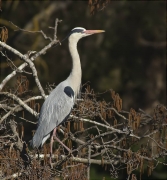 Bernat pescaire (Ardea cinerea)