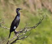 Corb marí gros (Phalacrocorax carbo)