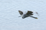 Garceta dimorfa (Egretta gularis) / Garceta común (Egretta garzetta) hibrido