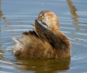 Cabusset  III (Tachybaptus ruficollis)