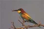 Abellerol (Merops apiaster)