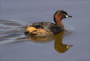 Cabusset (Tachybaptus ruficollis)