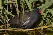 Polla d'aigua (Gallinula chloropus)