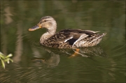 Femella d'Ànec collverd (Anas platyrhynchos)
