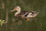 Femella d'Ànec collverd (Anas platyrhynchos)