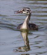 Jove de Cabussó emplomallat (Podiceps cristatus)