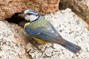 Mallerenga blava (Parus caeruleus)