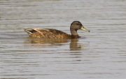 Ànec collverd (Anas platyrhynchos)