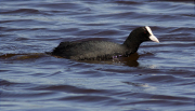 Fotja (Fulica atra)