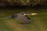 Corb marí gros II (Phalacrocorax carbo)