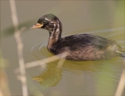 Jove de Cabusset (Tachybaptus ruficollis)