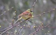 Gratapalles (Emberiza cirlus)