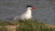 Xatrac gros (Sterna caspia)