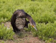 Corb marí gros (Phalacrocorax carbo)