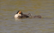 Cabussó emplomallat (Podiceps cristatus)