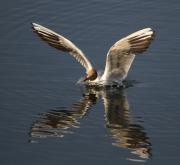 Gavina vulgar ameritzant (Larus rudibundus)