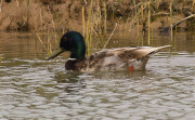 Mascle d'Ànec collverd (Anas platyrhynchos)