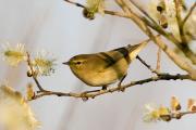 Mosquiter comú.Phylloscopus collybita.