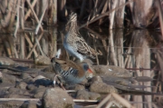 Rascló (Rallus aquaticus) Becadell comú (Gallinago gallinago)