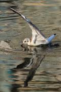 Jove de gavina vulgar (Larus rudibundus)