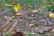 Ocells de la Garrotxa:Pinsà