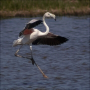 Flamenc (Phoenicopterus ruber)