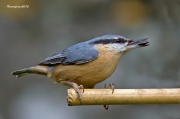 Ocells de la Garrotxa:Picasoques Blau