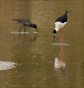 Gamba Roja Pintada (Tringa erythropus) i Cames llargues (Himantopus himantopus)