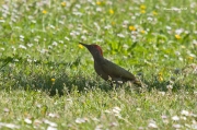 Ocells de la Garrotxa:Picot Verd