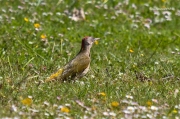 Ocells de la Garrotxa:Picot Verd
