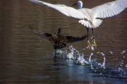 Martinet blanc (Egretta garzetta)Polla d'aigua (Gallinula chloropus)