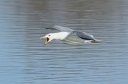 Gaviota patiamarilla