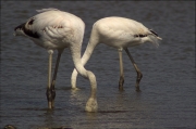 Flamenc (Phoenicopterus ruber)