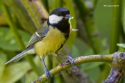 Ocells de la Garrotxa:Mallerenga Carbonera