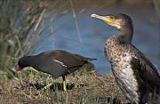 Corb marí gros (Phalacrocorax carbo) Polla d'Aigua (Gallinula chloropus)