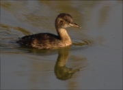 Cabusset (Tachybaptus ruficollis)