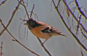 Pinsà mec (Fringilla montifringilla)