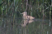 Martinet menut (Ixobrychus minutus)