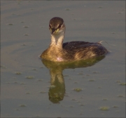 Cabusset (Tachybaptus ruficollis)